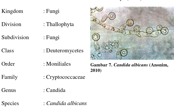 Gambar 7. Candida albicans (Anonim, 