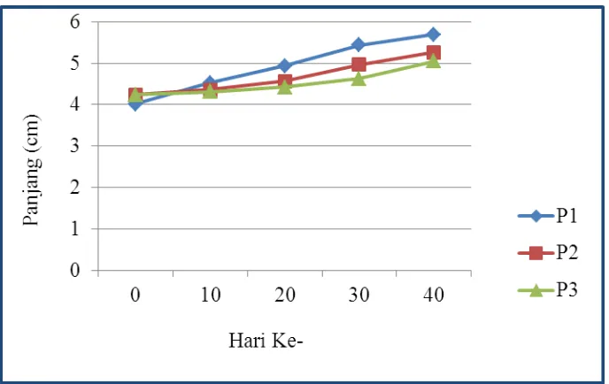 Gambar 8. Grafik Pertumbuhan Panjang (Cm) Ikan Maskoki yang Dipelihara dengan Kepadatan P1, P2 Dan P3 