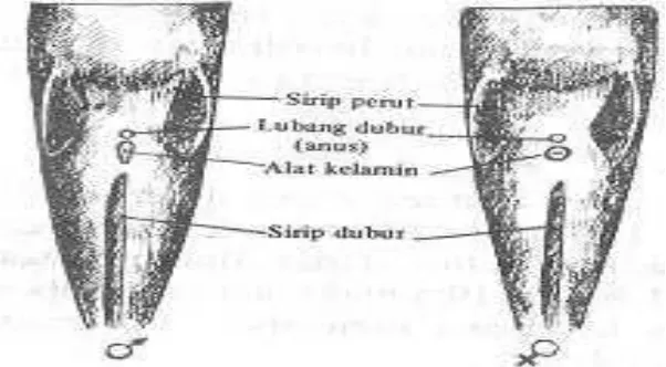 Gambar 1. Kelamin jantan dan betina ikan lele (Clarias sp.)