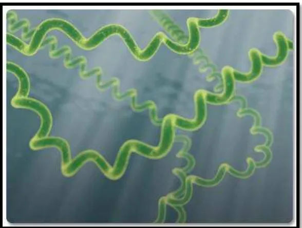Gambar 3.  Spirulina platensis (Sumber : http://databaseartikel.com) 