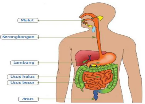 Diagram Organ Pencernaan Manusia 