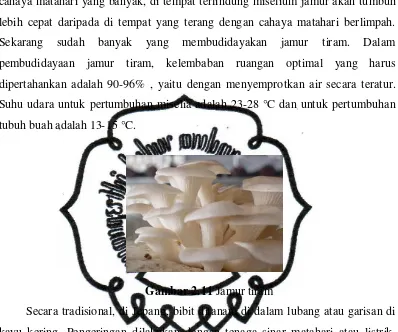 Gambar 2.12commit to user  Pembudidayaan jamur tiram 
