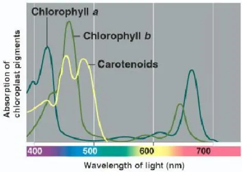 Gambar 2.4. Spektrum absorbsi klorofil a dan klorofil b (Solomon et.al, 1993).commit to user  