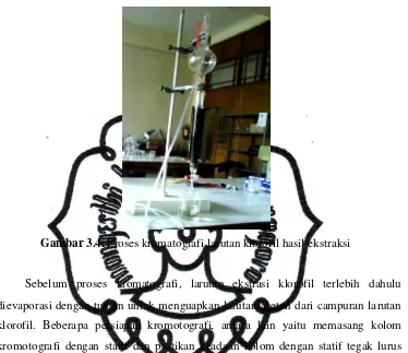 Gambar 3.4. Proses kromatografi larutan klorofil hasil ekstraksi 