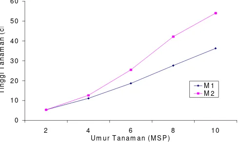 Gambar 5. Grafik Pertumbuhan Tinggi Tanaman yang Dipengaruhi Media pada 2 sampai 10 MSP 