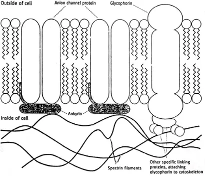 Gambar struktur protein pada membran sel untuk mempertahankan bentuk sel