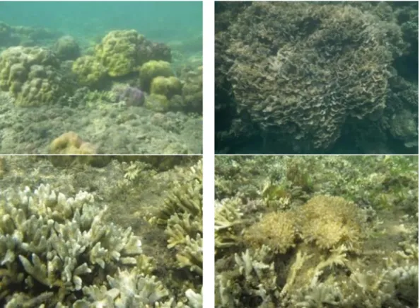 Gambar  8.  Beberapa  contoh  kondisi  terumbu  karang  di  Blok  Jeding,  Perairan Bilik (Courtesy: I.N