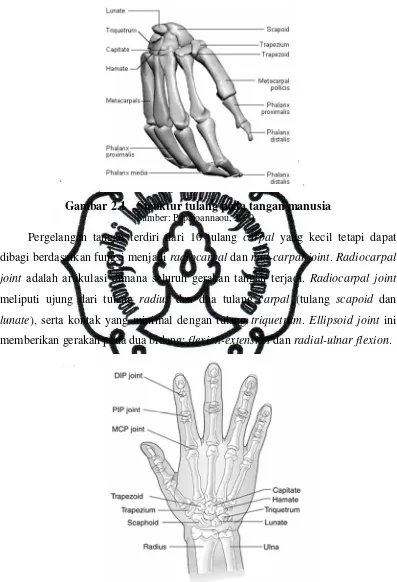 Gambar 2.1 Struktur tulang pada tangan manusia 