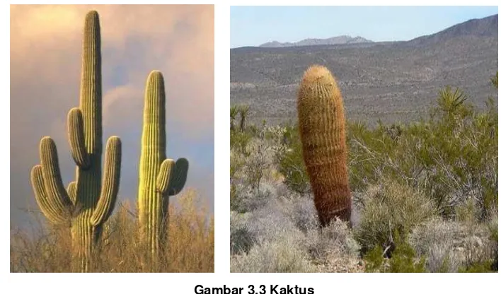 Gambar 3.3 Kaktus 