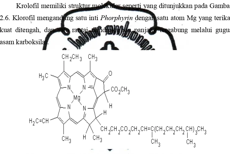 Gambar 2.6. Struktur molekuler klorofil (Shakhashiri, 2010) 