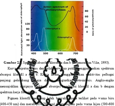 Gambar 2.7. Spektrum absorbsi klorofil a dan b (Solomon dan Vilie, 1993).