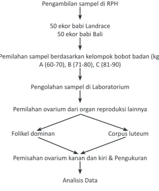 Tabel 1. Jadwal pengambilan sampel (ovarium babi betina)