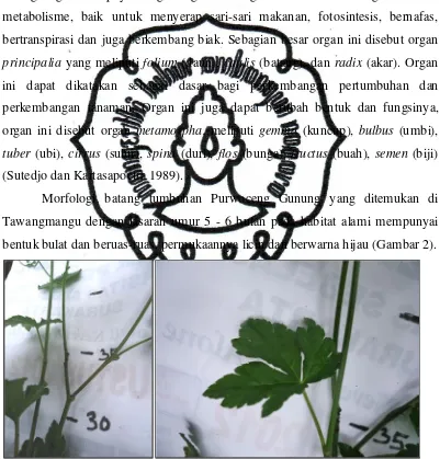 Gambar 2. Morfologi batang tumbuhan Purwoceng Gunung berbentuk bulat,        beruas-ruas, permukaan licin 