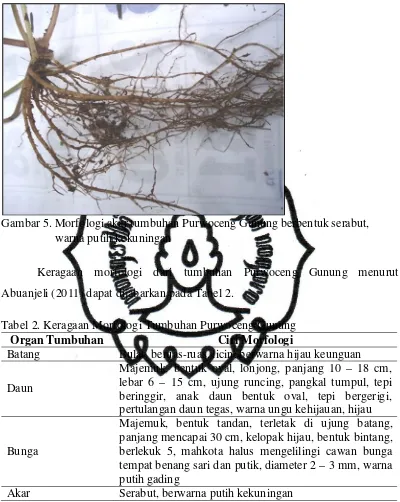 Gambar 5. Morfologi akar tumbuhan Purwoceng Gunung berbentuk serabut,  