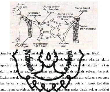 Gambar 1. Alur sirkulasi darah dalam pembuluh darah (Ganong, 1995). 