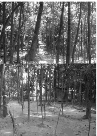 Figure 2.2. Bosquet utilisbas). Lieué pour la DAL en 2010 (en haut) puis doté d�une latrine privée en 2015 (en  : Sous-district de Banaripara, district de Barisal (Crédits photographiques : Anwar Islam) 