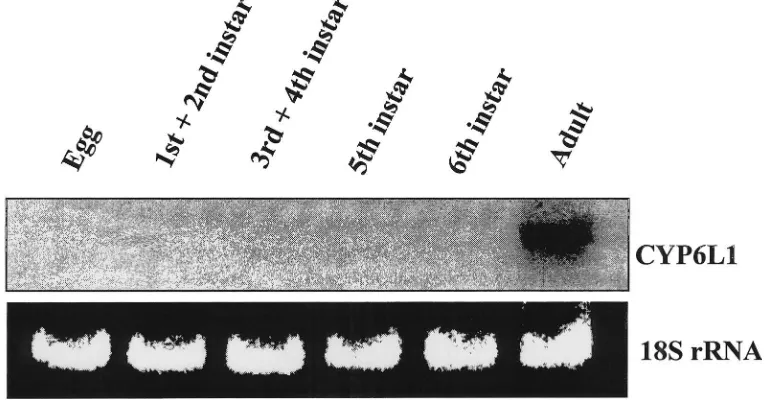 Fig. 3.Sex-speciﬁc expression of CYP6L1. Total RNA was prepared from abdomens (A) or the remainder (Habdomens) of 15 male or female adult German cockroaches