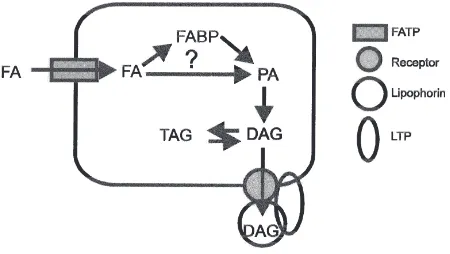 Fig. 1.A scheme showing the possible steps involved in fatty acid(FA) absorption into the midgut enterocyte, its transformation intodiacylglycerol (DAG) and export of DAG from the cell into the hemo-lymph