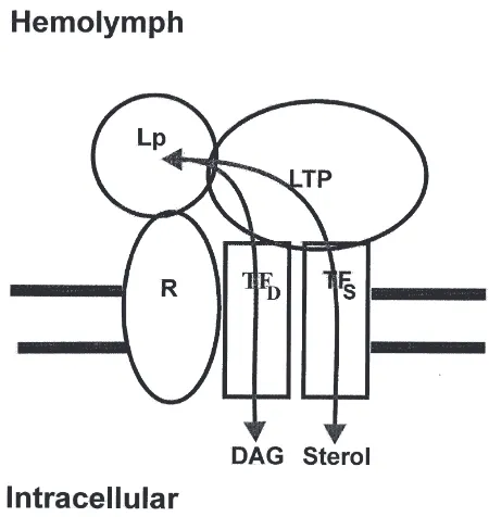Fig. 2.A model of a lipid transfer complex involved in selectivedelivery of lipid to tissues