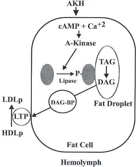 Fig. 3.A model for adipokinetic hormone (AKH)-stimulated diacyl-glycerol (DAG) production and secretion in the fat body