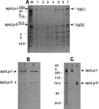 Fig. 1.Characterization of the mosquito lipophorin (Lp). (A) 35S-Methionine-labeled Lp from the fat body culture medium, subjected to the KBrdensity gradient ultracentrifugation