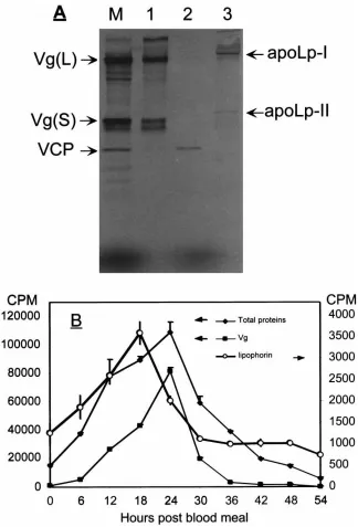 Fig. 2.Changes of Lp synthesis rate in the female fat body during vitellogenesis. (A) Removal of vitellogenin (Vg) from the fat body culturemedium using DEAE-Sepharose: M, the proteins secreted by the fat body; 1, Vg-bound fraction; 2, unbound fraction; 3,