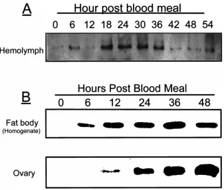 Fig. 4.Characterization of the ovarian Lp. (A) Lipophorin isolated from the ovaries at 48 h PBM using the KBr density gradient ultracentrifugation.Each fraction from the centrifugation was resolved by 6% SDS–PAGE and stained with Coomassie Blue R250