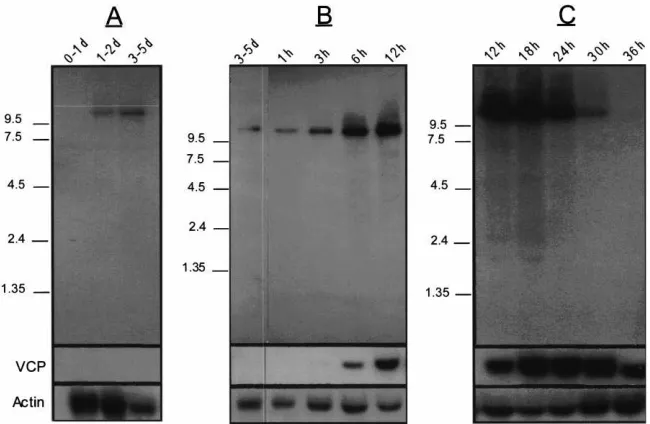 Fig. 5.Lipophorin mRNA expression in the fat body of the female mosquito during the ﬁrst vitellogenic cycle