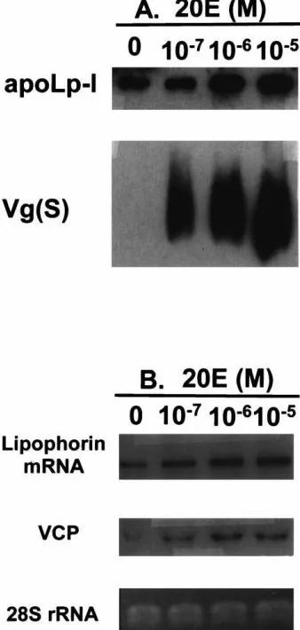 Fig. 6.Effect of 20-hydroxyecdysone (20E) on the expression of themosquito Lp gene and synthesis of Lp in the fat body culture