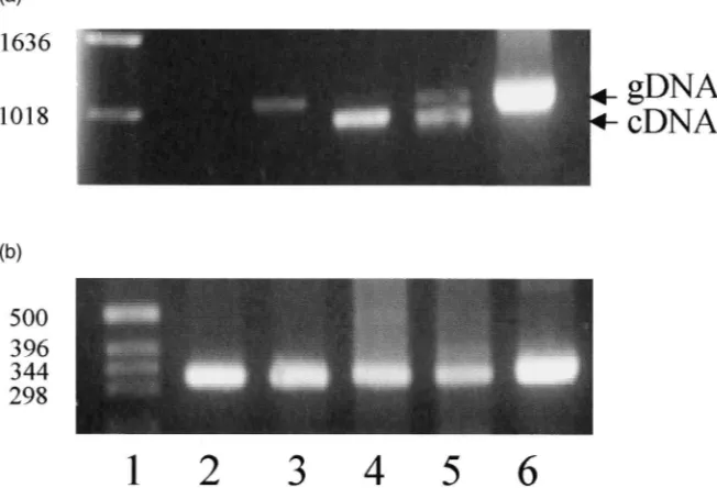 Fig. 9.Detection of chitin synthase mRNA in larval gut tissues. (a) The expression of a putative chitin synthase mRNA in tissues from secondinstar larvae was measured by RT–PCR