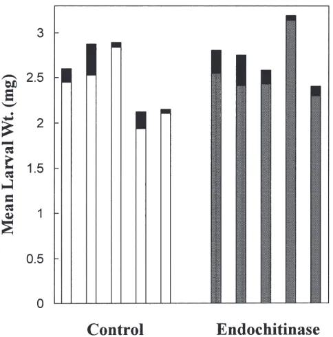 Fig. 8.Effect of S. marcescans endochitinase on PM obtained by dissection from L. cuprina third instar larvae