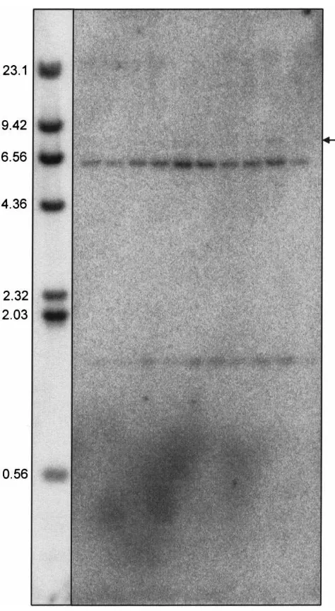 Fig. 3.HMG-S gene copy number. Southern blot of genomic DNAfrom individual female D. jeffreyi hybridized with HMG-S cDNA andwashed under moderately low stringency