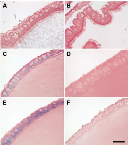 Fig. 5.In situ hybridization of midgut sections showing the distribution of chitin synthase mRNA