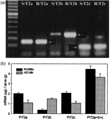 Fig. 5.Quantitative analyses of mRNA expression levels in two Plo-dia strains. (a) PCR ampliﬁcations of RC688s (S) and HD198r (R)cDNA libraries by using primers speciﬁc for each of three trypsinogen-like cDNAs (PiT2a, b, c) and resultant bands indicated by