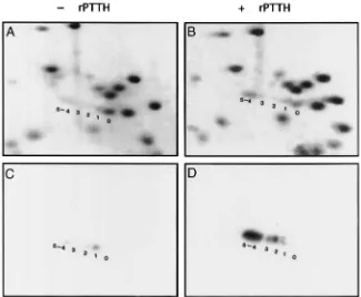 Fig. 12.2D-PAGE mini-gel maps revealing the degree of S6 phosphorylation in ribosomal proteins from control (a, c) and rPTTH-stimulated (b,d) prothoracic glands