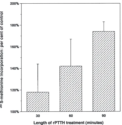 Fig. 6.Time course of rPTTH-stimulated protein synthesis, as meas-ured by TCA-precipitated, 35S-methionine-labeled proteins (see Ryb-czynski and Gilbert, 1994).
