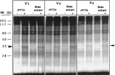 Fig. 10.Time course of rPTTH-stimulated (a) or brain-extract-stimulated (b) S6 phosphorylation in the prothoracic glands of V6 Manduca larvae.The phosphoproteins were separated by 12.5% SDS–PAGE and subjected to autoradiography
