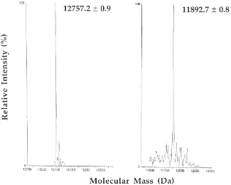 Fig. 3.Western blot analysis of CSPs puriﬁed from S. gregaria (S), E. calcarata (E) and C