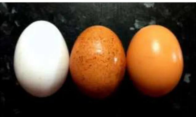 Gambar 1 Jenis warna kerabang telur ayam