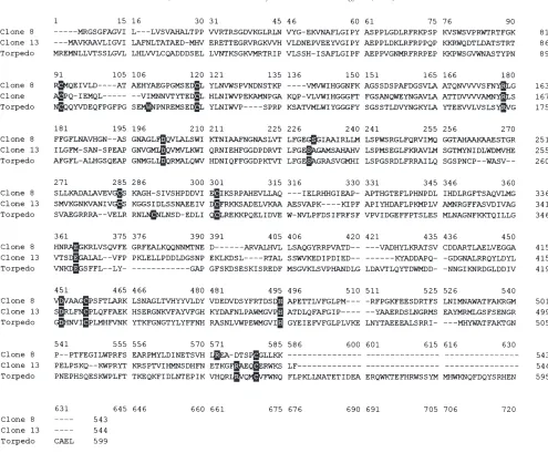Fig. 4.Ampliﬁed products using different primers. PCR productswere generated using primer GS138CR paired with primers with asingle nucleotide substitution, MU1G or MU1A in the 3� end