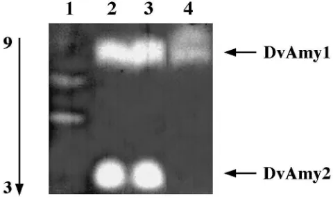 Fig. 4.Inhibition of(ments. The variation between experiments was less than 5% of theby puriﬁed inhibitors a-amylase activity of larval extracts of WCRW aAI-1 of P