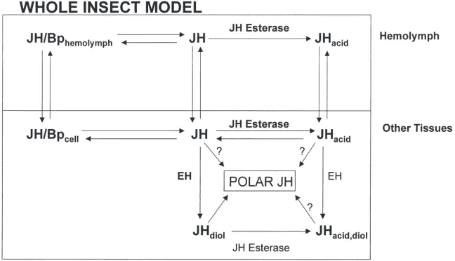 Fig. 1.A model for JH metabolism. Bp, binding protein. (From M. Roe, unpublished information).