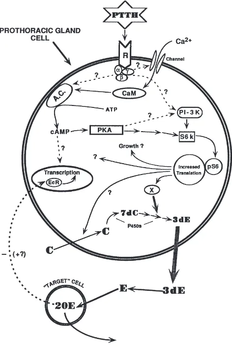 Fig. 3.A model for the action of prothoracicotropic hormone (PTTH)protein subunits; CaM, calmodulin; A.C., adenylyl cyclase; PKA, pro-tein kinase A; PI-3K, phosphatidylinositol-3-OH kinase; S6 k, S6 kin-aseon cells of the prothoracic glands: R, PTTH recept