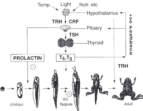 Fig. 1.Schematic representation of the hormonal regulation ofamphibian metamorphosis. In response to environmental cues, the dor-mant thyroid gland of the tadpole is activated to produce the thyroidhormones T4 and T3 by the hypothalamic and pituitary hormo