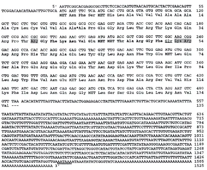 Fig. 1.Nucleotide sequence of the AT precursor cDNA inthe deduced amino acid sequence shown directly below