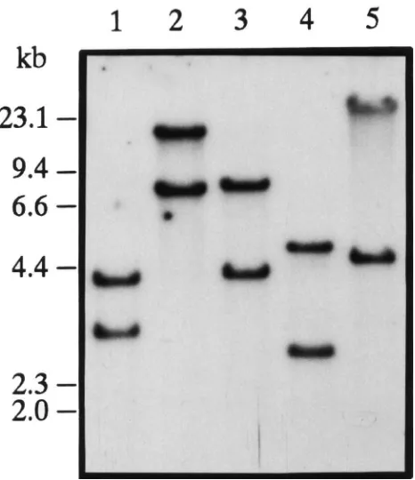 Fig. 2.Comparison of AT precursor peptides fromvulicursors were aligned using the PCGENE program, PALIGN