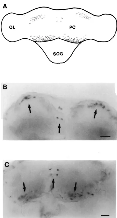 Fig. 6.Dorsal view of whole mount in situ hybridization analysis oftranscribed from Pseun-AT cDNA was used to localize the expressionof AT mRNA