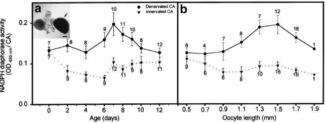 Fig. 5.Neural inhibition of NADPH-diaphorase activity in virgin females. (a) Quantitative changes in NADPH-diaphorase activity in CA of adultNADPH-diaphorase activity and terminal oocyte length from the same insects