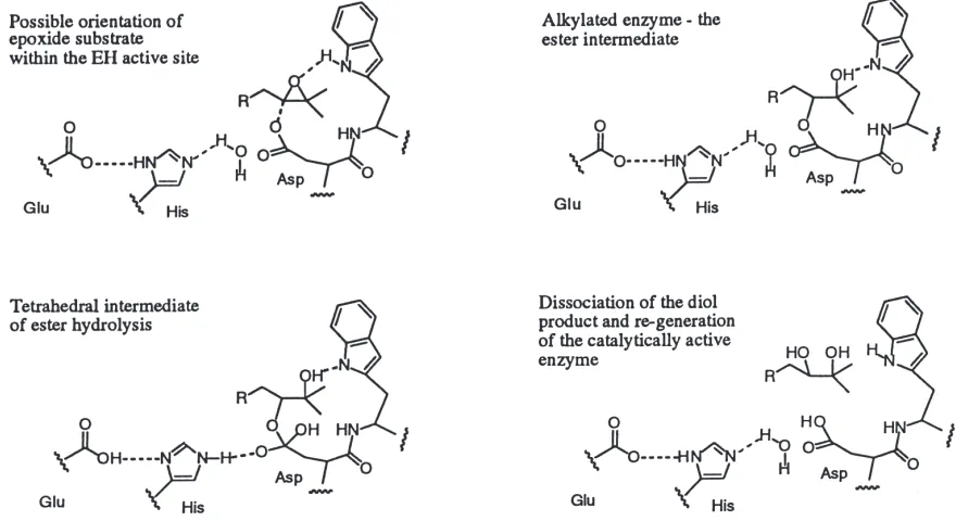 Fig. 3.Proposed mechanism of insect epoxide hydrolase catalyzed epoxide hydration.