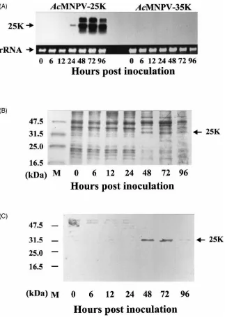 Fig. 5.Expression of 25K cDNA in SF-21 cells inoculated with the recombinant baculovirus expressing the 25K cDNA (cDNA as control (right)